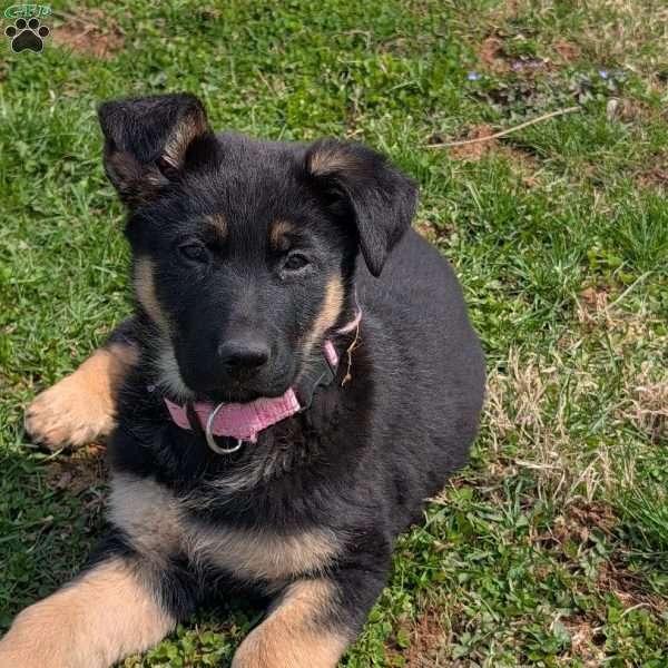 Anna, German Shepherd Puppy